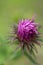 Unfurling Purple Aster Bud Close up with Soft Green Background - Vertical