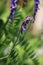 Unfurling purple Bird Vetch, Close-up