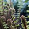 Unfurling Spiral Fiddlehead Fern Frond