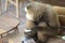 ungko monkeys or gibbons are sitting and relaxing at a zoo visitor resting area in Lombok, Indonesia