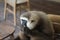 ungko monkeys or gibbons are sitting and relaxing at a zoo visitor resting area in Lombok, Indonesia