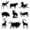 Ungulates animals