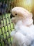 Unhappy bird imprisoned in cage