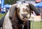 Unhappy County Fair Mechanical Bull