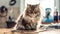 Unhappy fluffy tabby cat in the grooming salon. The cat looks into the camera. Animal Hygiene and pet care concept. Copy space.