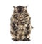 Unhappy, grumpy cat, Maine coon, looking down, isolated