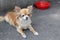 Unhappy hungry chihuahua dog lies near an empty plate