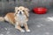 Unhappy hungry chihuahua dog lies near an empty plate. Looks at camera.