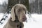 Unhappy look of a dog in a winter forest