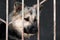 Unhappy sad dog in a cage behind bars in an animal shelter close-up portrait. An animal abandoned in a shelter, abandoned by its