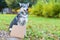 Unhappy, sad, lost, abandoned, stray, homeless  dog with cardboard. pet adoption.