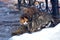 Unhappy stray cats eat outside in winter