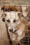 Unhappy stray dog. Portrait of a lost dog at a dog shelter. Sad dog behind bars