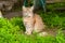 An unhappy very sad street cat sits on the green grass in the yard in the summer