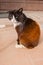 An unhappy very sad street cat sits on warm concrete and basks in the sun in the summer