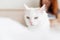 Unhappy white fluffy cat with its owner in the background. happy blurred woman sitting on the bed with her pet in the
