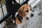 Unhappy young beagle dog stay on under rain, portrait of sad soaked animal. beagle puppy wet in the rain