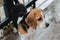 Unhappy young beagle dog stay on under rain, portrait of sad soaked animal. beagle puppy wet in the rain