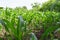 Unharvested food - fresh green corn field