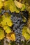 Unharvested grapes, autumn, Campo de Borja, Spain