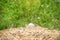 Unhatched Mute Swan Egg in a Nest