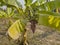 Unhealthy banana tree produces bunches of banana fruits in the dry garden