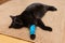 Unhealthy black cat with a sore bandaged paw sleeps or rests at home on a carpet