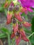 Unhealthy latifolius or sweet peas details