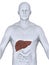 Unhealthy Liver Anatomy