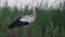 Unhurried gait of a white stork at dusk