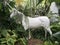 Unicorn garden statue in tropical setting