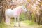 Unicorn. photo of a snow-white unicorn with a pink and white mane and tail in a spring flowering garden