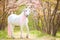 Unicorn. photo of a snow-white unicorn with a pink and white mane and tail in a spring flowering garden