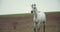 Unicorn is walking in the field, amazing mythological animal, 4k