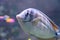 Unicornfish also known as Naso fish swimming in aquarium fish tank