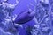 Unicornfish, naso brevirostris close up
