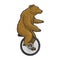 unicycle bear sketch vector illustration