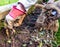 Unidentifiable female gardener pulling up the weeds