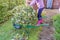 Unidentifiable female gardener sorting out the hedge clippings