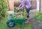 Unidentifiable female gardener transferring hedge clippings from brown gardening bin to a wheel barrow for carting away