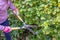 Unidentifiable gardener clipping a beech hedge with manual garden shears