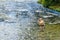 Unidentifiable man fishing at Jezernica river, Bohinj Lake