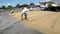 Unidentifiable man rake stirring rice seedlings on cement pavement to dry. Drone Aerial