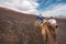 Unidentifiable tourist riding Camels in volcanic landscape in Timanfaya national park, Lanzarote, Canary islands, Spain.