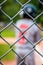 Unidentifiable youth baseball player seen through a chain link fence, background, concept