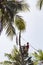 Unidentified arborist man in the air cutting off coconut tree