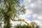 Unidentified arborist man in the air on yellow elevator, basket with controls, cutting off dead cherry tree