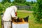 Unidentified beekeeper examining wooden box with bees