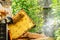 Unidentified beekeeper holding honeycomb with bees to control si