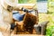 Unidentified beekeeper holding honeycomb with bees to control si